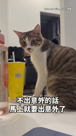 【不出意外馬上就要出意外了】在家跟貓咪玩...下秒牠打翻飲料逃跑XD