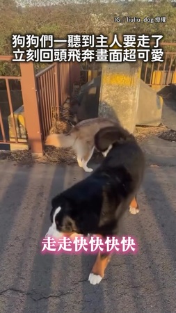【集體狂奔回來】媽媽一句話 4隻大狗狗立刻急煞衝回身邊