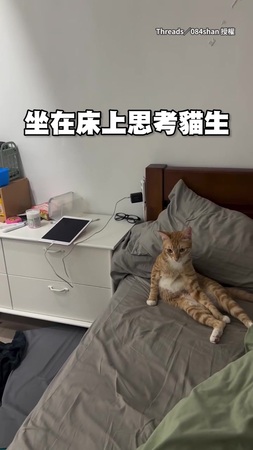 【要脊椎側彎了】橘貓坐在床上思考貓生　姿勢超歪秀美腿XD