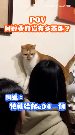【給阿嬤面子?】阿嬤剛說完貓會罵髒話 牠馬上開罵XD 【給阿嬤面子?】阿嬤剛說完貓會罵髒話 牠馬上開罵XD