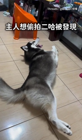 【這段給我刪掉！】二哈露肚糗樣被偷拍 帥氣形象直接不保