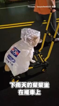 【這身有點眼熟】柴柴把全聯購物袋穿成雨衣出門XD