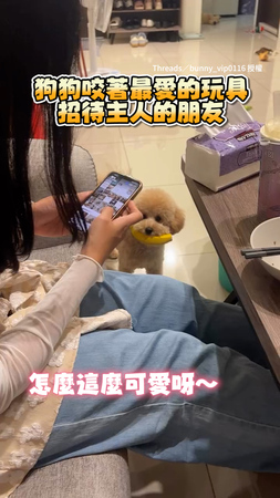 【來蕉朋友！】貴賓狗咬心愛玩具招待人　興奮到尾巴狂搖有夠萌❤️