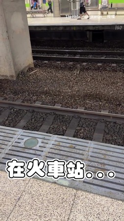 【台北車站有地下站長？】一抬頭驚見貓咪穿梭鐵道！