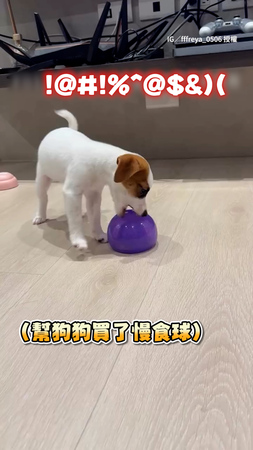 【氣到快說人話】主人給小狗買慢食球　牠耐心全無生氣狂碎念XD