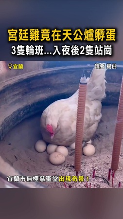 【為母則強】宮廷雞竟在天公爐孵蛋　3隻輪班...入夜後2隻站崗