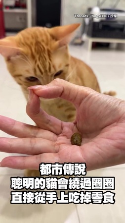 【可愛就贏】會繞過圈圈的才是聰明貓?橘貓伸手狂撈吃不到XD 【可愛就贏】會繞過圈圈的才是聰明貓?橘貓伸手狂撈吃不到XD