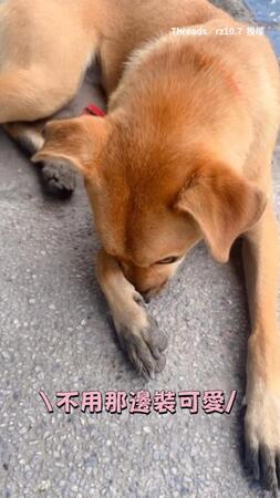 【這澡是白洗了吧】黃狗洗好澡偷跑去田裡　被罵還摀臉裝無辜XD