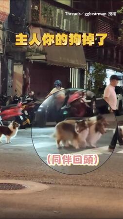 【欸我還在這】喜樂蒂牽繩掉了傻眼原地等　主人竟完全沒發現XD