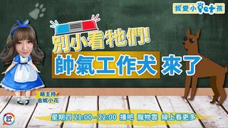 我愛小Pet孩 ep50 別小看牠們! 帥氣工作犬來了!