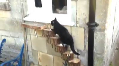 老貓爬不上斜坡，他用落木釘成貓樓梯