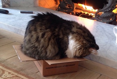 貓咪對紙箱的狂愛..只塞手＆臉也開心