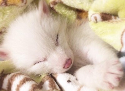 被馴養的狐狸寶寶，睡著時像個療癒天使