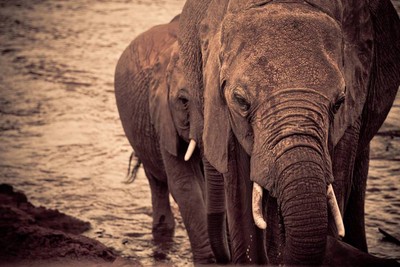 年拔6萬支象牙！非洲象「被進化」成夜行性動物　