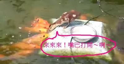 暖男轉世小鴨鴨，喝水不忘餵魚吃麵包