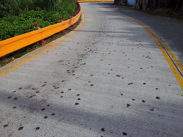 ▲綠島環島公路上滿滿都是被輾斃的陸蟹屍體。(圖／取自「四處爬爬走」臉書社團，下圖同)