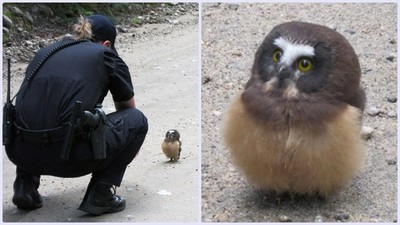 小貓頭鷹攔路單挑，連警察都被牠萌翻