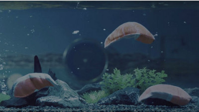 日本水族館驚見新物種，居然是...鮭魚片？