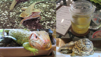 日本冷血動物咖啡館…旁邊有蛇我喝不下啦QQ