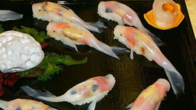 可憐小鯉魚被做成壽司…先別哭！你看仔細點