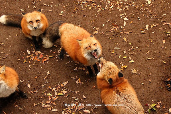 宮城藏王狐狸村。（圖／KUMA）