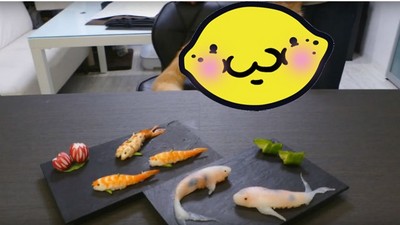 網友示範DIY鯉魚壽司　不過焦點好像都被搶走了…