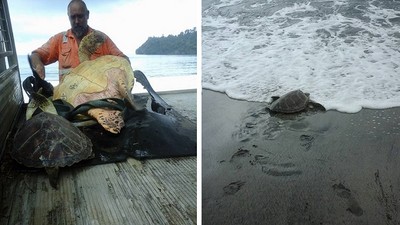 海龜被捕後當食物賣，直到他讓海龜命運反轉