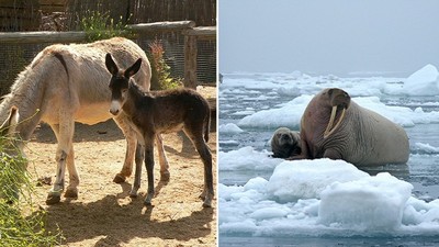 動物懷孕期比一比！"牠"竟然打敗大象的22個月..