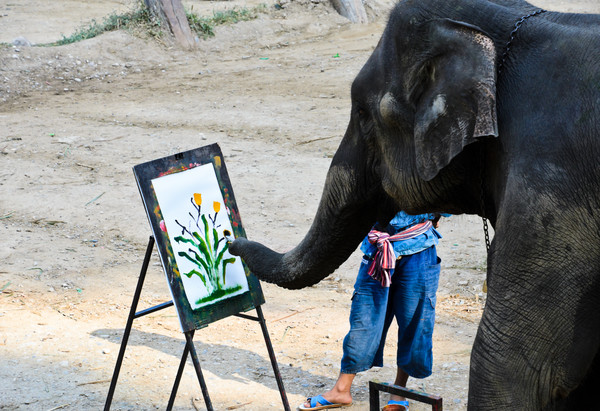 ▲印度最高法院爭取大象動物權（圖／達志／示意圖）