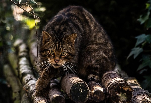 長得和一般貓太像常被忽略　「蘇格蘭野貓」全球剩35隻（圖／翻攝自Save the Scottish Wildcat粉絲專頁）