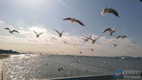 1 |日本爱知县蒲郡市三河湾桥 喂可爱的海鸥吃