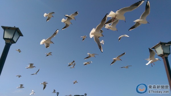 4 |日本爱知县蒲郡市三河湾桥 喂可爱的海鸥吃