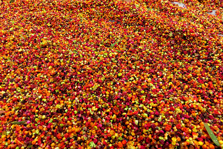 「大地最美紅地毯」台東紅藜熟成轉色 7觀賞秘境公開(圖/台東紅藜網站)