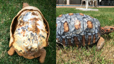 沒有殼要被安樂死的烏龜，因為3D列印又能再活100年啦