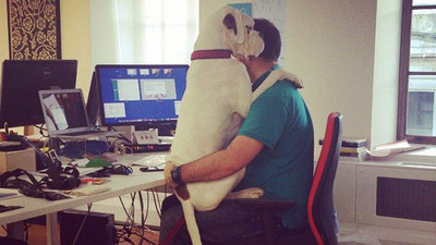 平常上班總是眼神死..但有寵物坐腿上時工作效率倍增！
