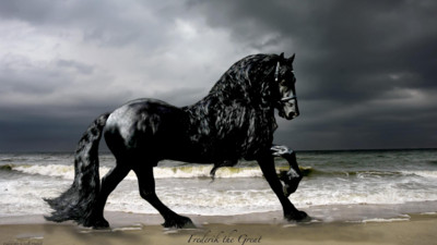 世界最帥的型男系黑馬！女人們都想騎上去❤