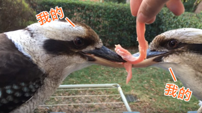 狂搶食物「笑翠鳥」就是不鬆口，這是面子問題！