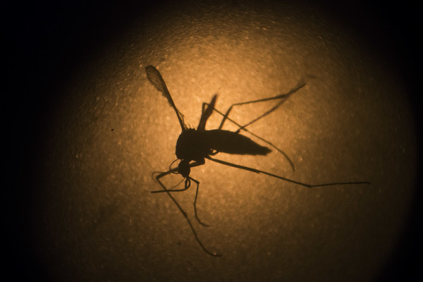茲卡病毒透過蚊子傳播。（圖／達志影像／美聯社）