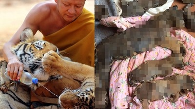 為賺觀光財，泰國廟方殘忍冷凍40具幼虎屍