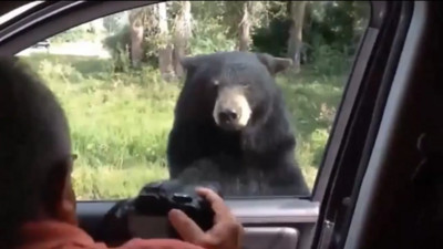 在荒郊野外遇到熊熊後，要怎麼撿回小命呢？