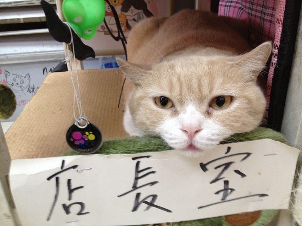香港書報攤招牌店貓「奶油哥」，會幫主人抓老鼠，也會趴在雜誌堆上賣萌。（圖／尖東忌廉哥）