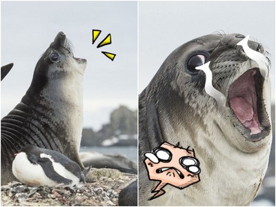 「驚驚顏」小海豹回眸真相..其實牠被企鵝爆菊花✿