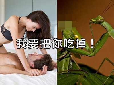 愛愛中吃掉對方！螳螂「超殘忍交配」背後原因你可知？