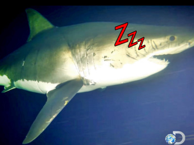 邊打呼邊遊泳！史上第一張「鯊魚睡覺萌照」看過沒？