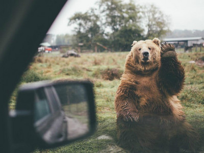 隨意向野生棕熊道別，意外獲得牠溫暖揮熊掌「掰掰」