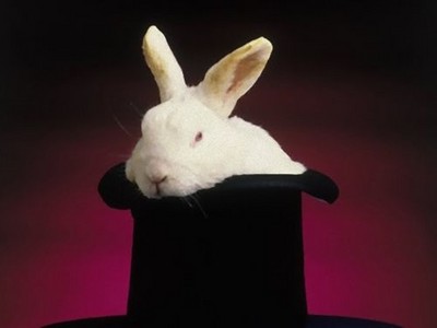 澳洲昆士蘭州禁止養兔子，除非你能證明自己是魔術師