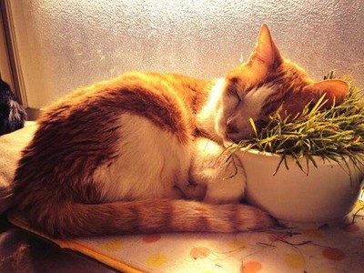 朕不給的通通當枕頭！欸..那倒在貓草上是嗑藥過量嗎？