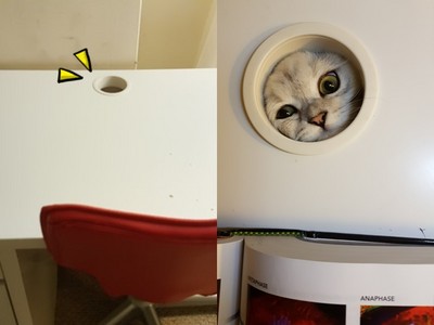 網友求問書桌洞用途…因為我家每天上演「貓咪怪談」