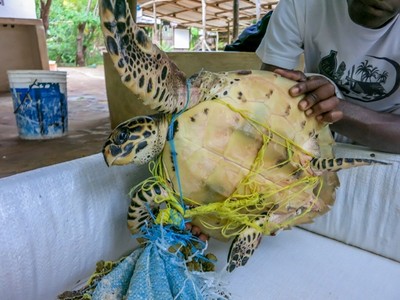 漁夫救下魚網纏身可憐海龜，放生後牠幾度回眸不忍離開