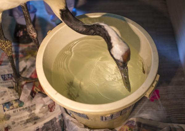 丹頂鶴「立立」嘗試伸頭進水桶捕捉小魚。（圖／CFP視覺中國）